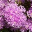 Daisy-like purple flowers, Tresco Abbey Gardens