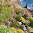 Flowers with razorbills, Great Saltee Island, off the southeastern coast of Ireland