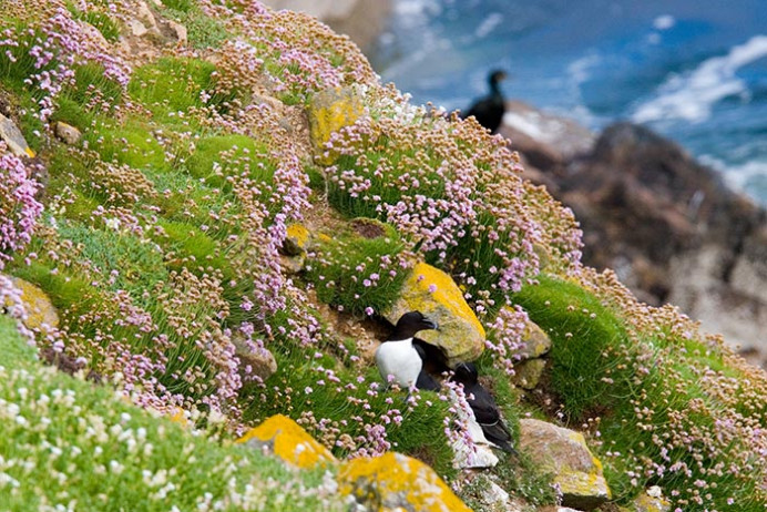 Flowers with razorbills, Great Saltee Island, off the southeastern coast of Ireland