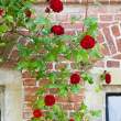 Rose on wall in Salisbury Close