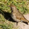 Song thrush with food for young
