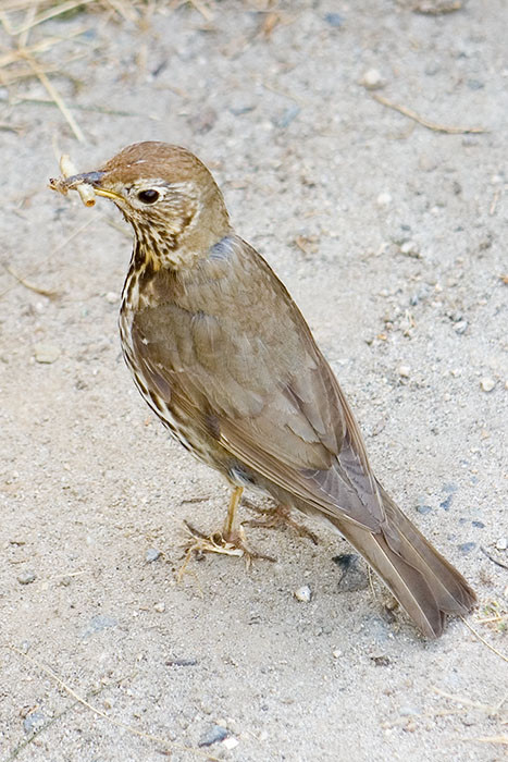 Songh thrush with grub and insect