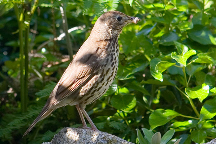 Song thrush with grub