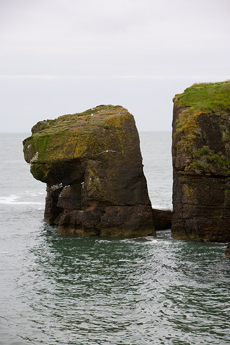 Small stack with a few kittiwakes, Dunmore East, Co. Waterford, Ireland