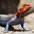 Orange-headed lizard