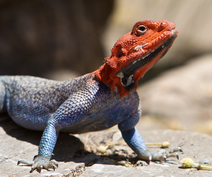 Orange-headed lizard