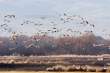 Flying snow geese