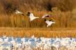 Landing snow geese