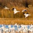 Landing snow geese
