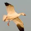 Landing snow goose