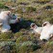 Polar bears rolling in the crowberries, Napassorssuaq Fjord, Greenland