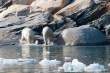 Bears leaving water, Napassorssuaq Fjord, East Greenland