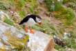 Atlantic puffin, Great Saltee Island, off the southeastern coast of Ireland