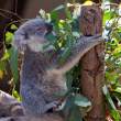 Koala having lunch