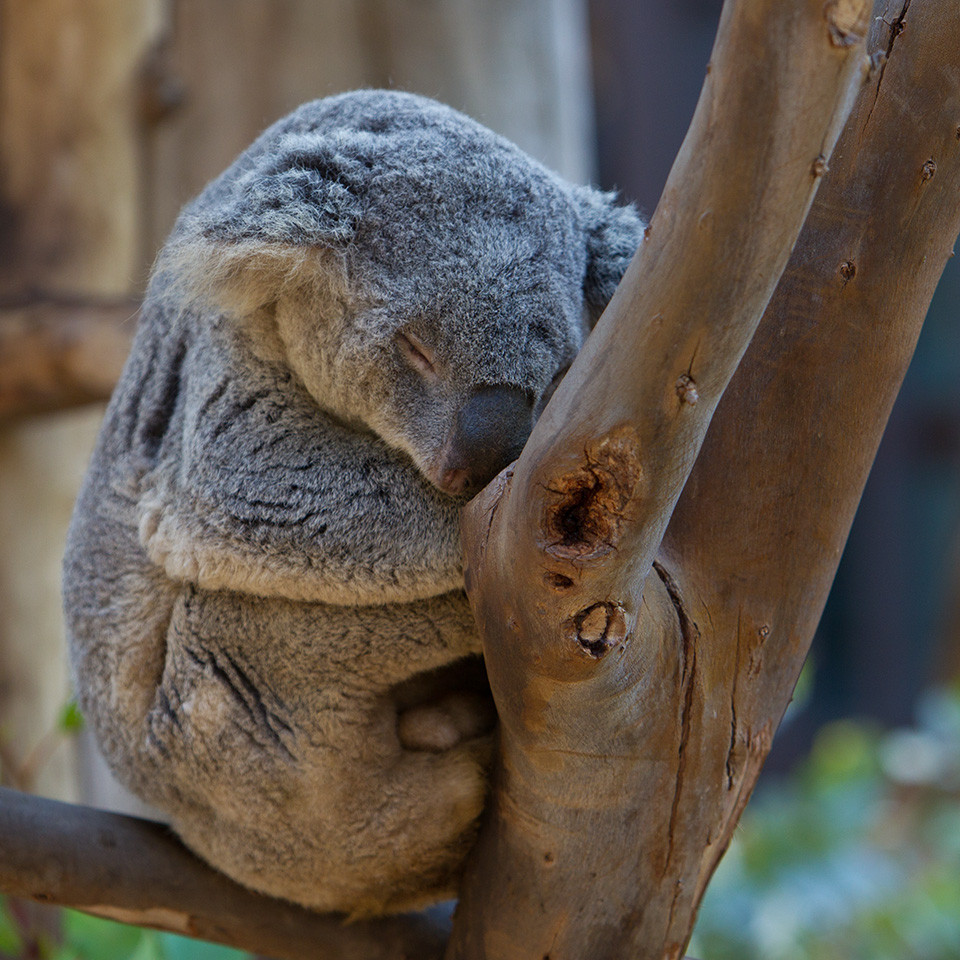 Koala Napping